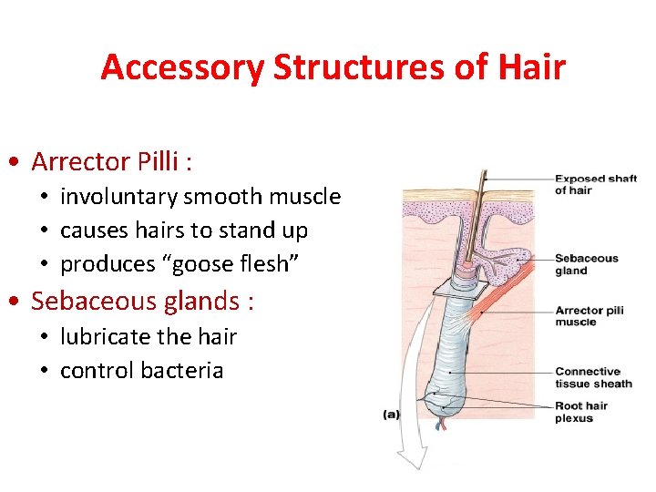 Accessory Structures of Hair • Arrector Pilli : • involuntary smooth muscle • causes