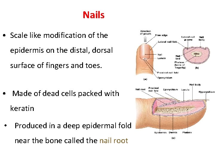 Nails • Scale like modification of the epidermis on the distal, dorsal surface of