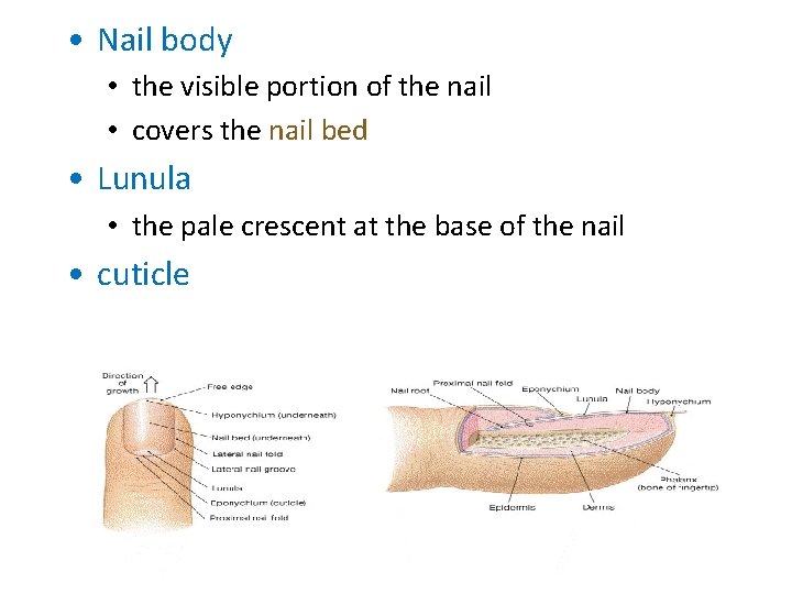  • Nail body • the visible portion of the nail • covers the