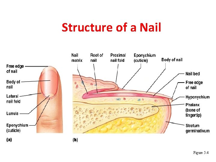 Structure of a Nail Figure 5. 4 