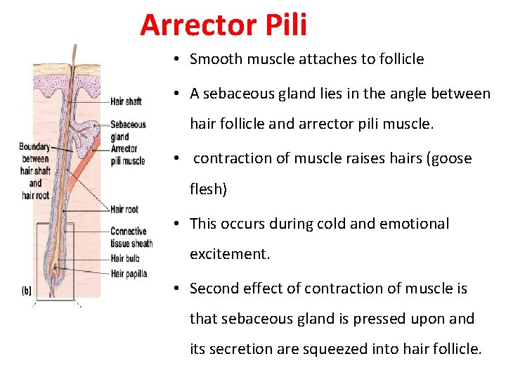 Arrector Pili • Smooth muscle attaches to follicle • A sebaceous gland lies in