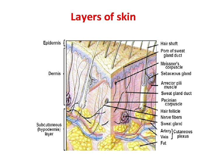 Layers of skin 