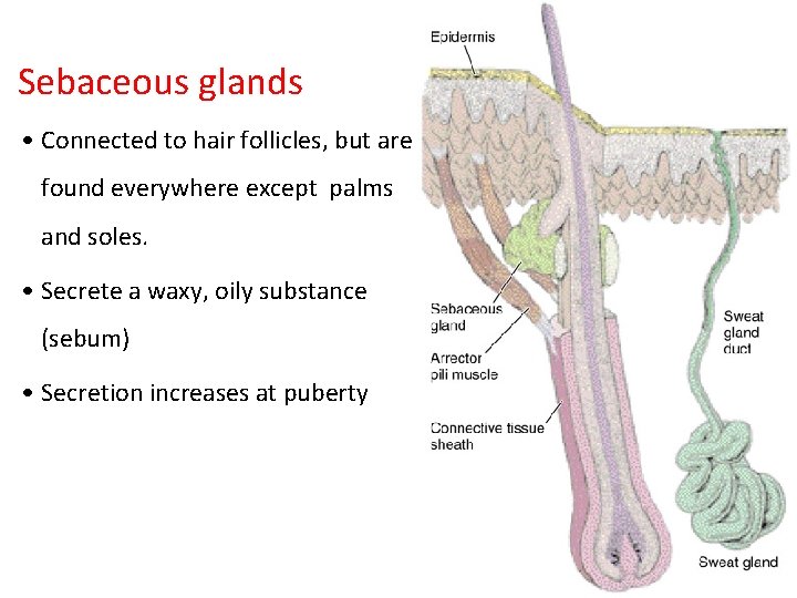 Sebaceous glands • Connected to hair follicles, but are found everywhere except palms and