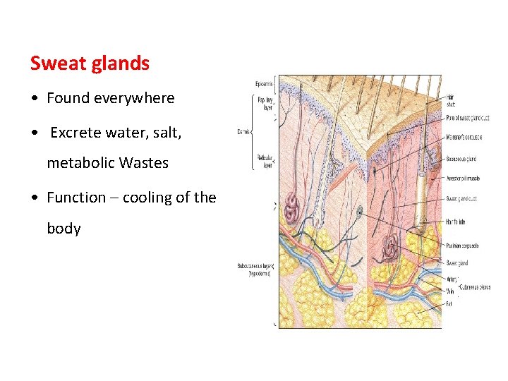 Sweat glands • Found everywhere • Excrete water, salt, metabolic Wastes • Function –