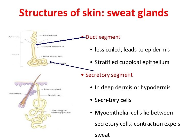 Structures of skin: sweat glands • Duct segment • less coiled, leads to epidermis