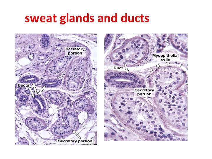 sweat glands and ducts 