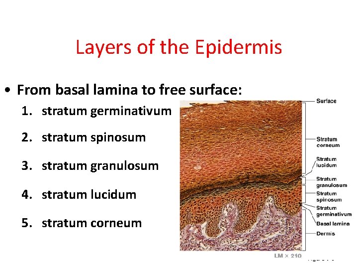 Layers of the Epidermis • From basal lamina to free surface: 1. stratum germinativum