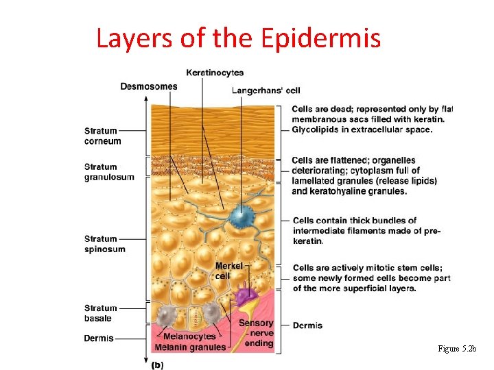 Layers of the Epidermis Figure 5. 2 b 