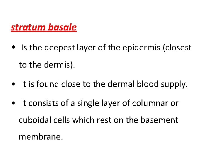 stratum basale • Is the deepest layer of the epidermis (closest to the dermis).