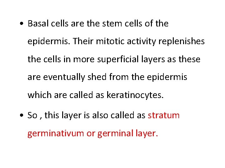  • Basal cells are the stem cells of the epidermis. Their mitotic activity