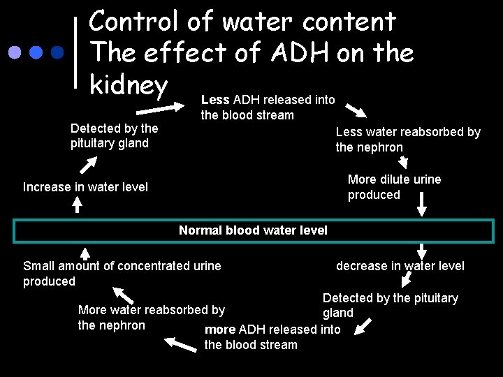 Control of water content The effect of ADH on the kidney Less ADH released