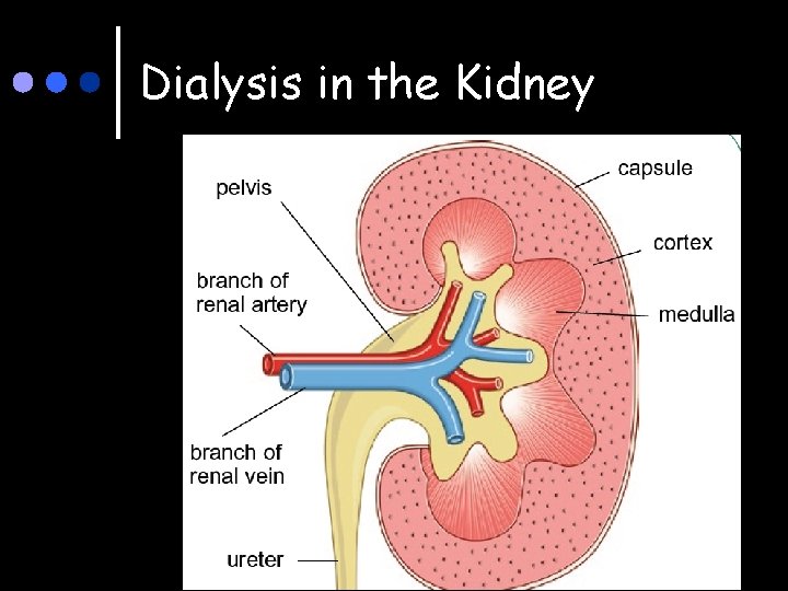 Dialysis in the Kidney 