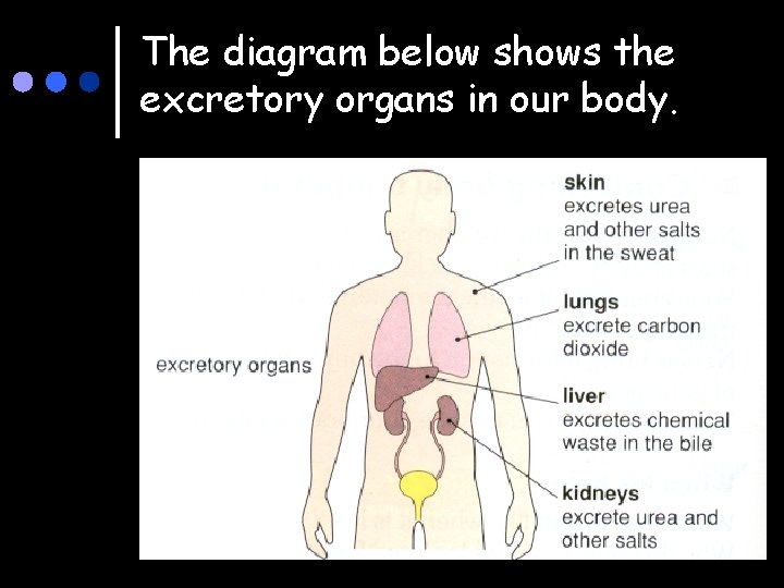 The diagram below shows the excretory organs in our body. 