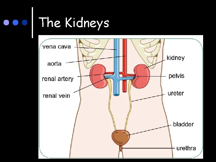 The Kidneys 