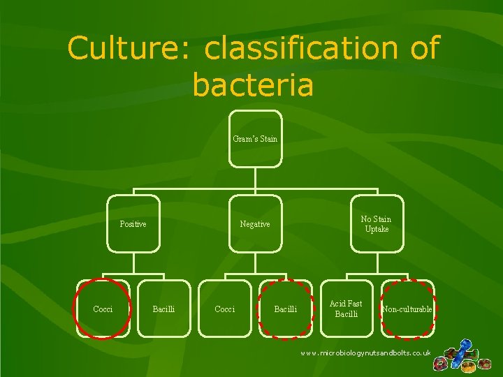 Culture: classification of bacteria Gram’s Stain Positive Cocci No Stain Uptake Negative Bacilli Cocci Culture: classification of bacteria Gram’s Stain Positive Cocci No Stain Uptake Negative Bacilli Cocci