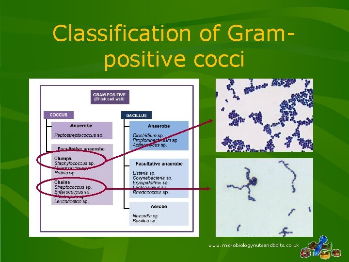 Classification of Grampositive cocci www. microbiologynutsandbolts. co. uk Classification of Grampositive cocci www. microbiologynutsandbolts. co. uk