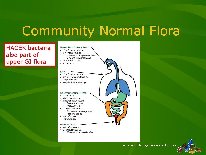 Community Normal Flora HACEK bacteria also part of upper GI flora www. microbiologynutsandbolts. co. Community Normal Flora HACEK bacteria also part of upper GI flora www. microbiologynutsandbolts. co.
