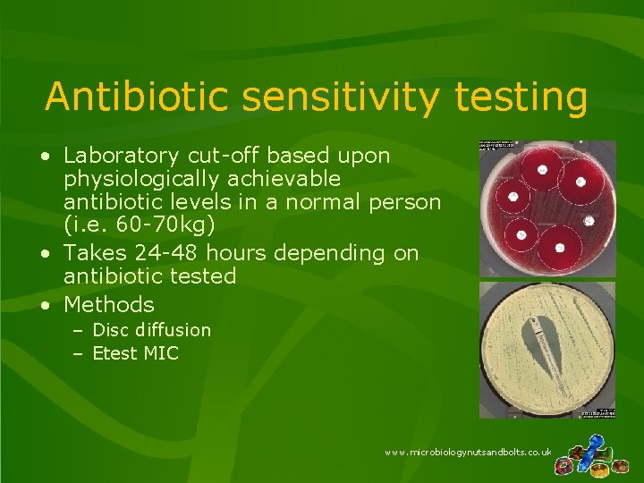 Antibiotic sensitivity testing • Laboratory cut-off based upon physiologically achievable antibiotic levels in a Antibiotic sensitivity testing • Laboratory cut-off based upon physiologically achievable antibiotic levels in a