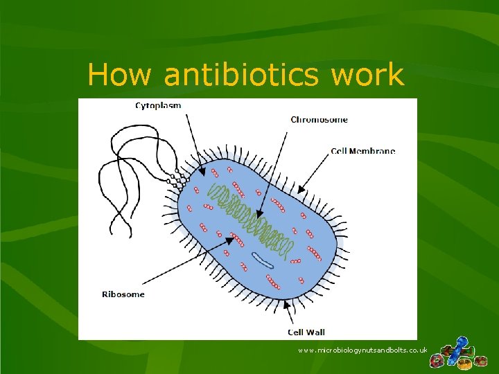 How antibiotics work www. microbiologynutsandbolts. co. uk How antibiotics work www. microbiologynutsandbolts. co. uk