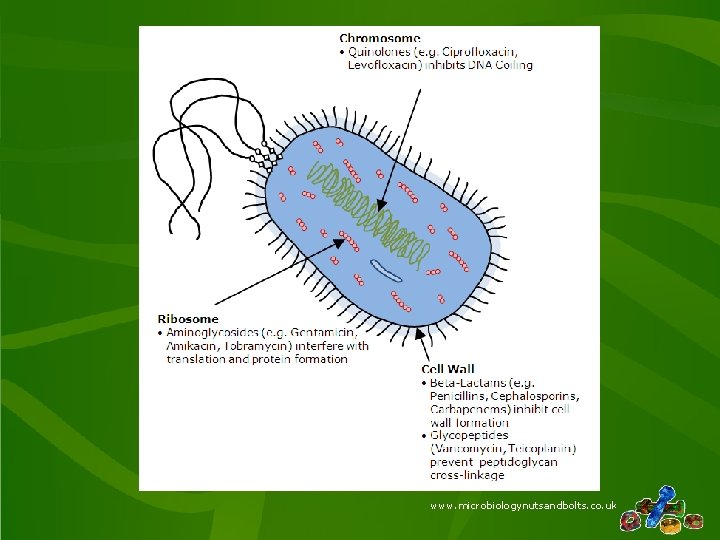 www. microbiologynutsandbolts. co. uk www. microbiologynutsandbolts. co. uk