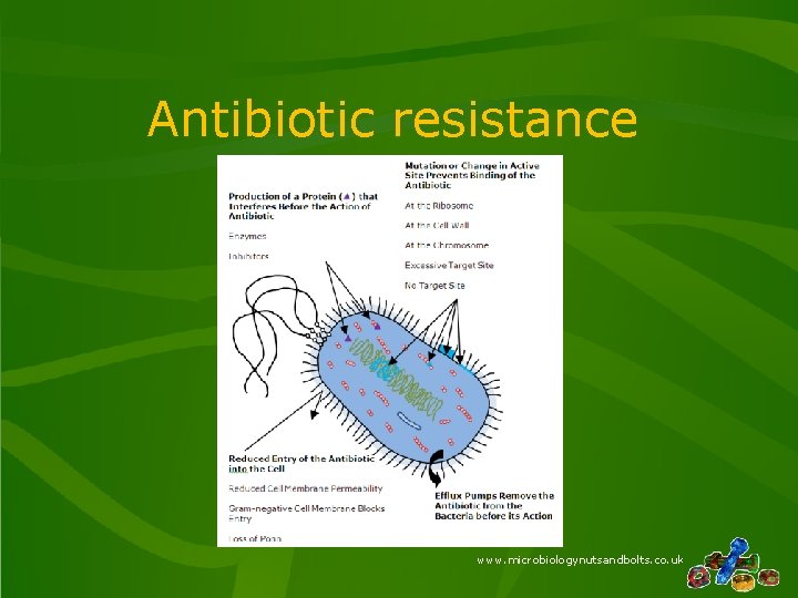 Antibiotic resistance www. microbiologynutsandbolts. co. uk Antibiotic resistance www. microbiologynutsandbolts. co. uk
