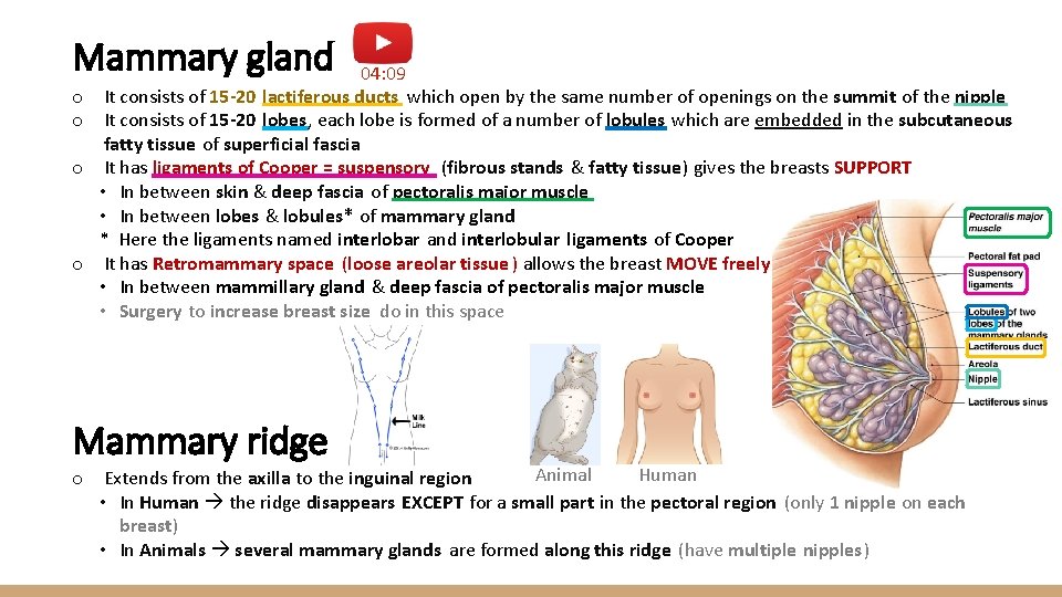 Mammary gland o o 04: 09 It consists of 15 -20 lactiferous ducts which