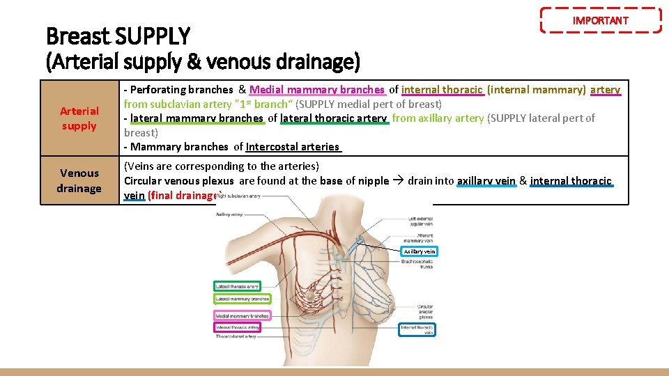 IMPORTANT Breast SUPPLY (Arterial supply & venous drainage) Arterial supply - Perforating branches &