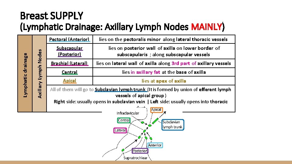 Breast SUPPLY Axillary Lymph Nodes Lymphatic drainage (Lymphatic Drainage: Axillary Lymph Nodes MAINLY) Pectoral