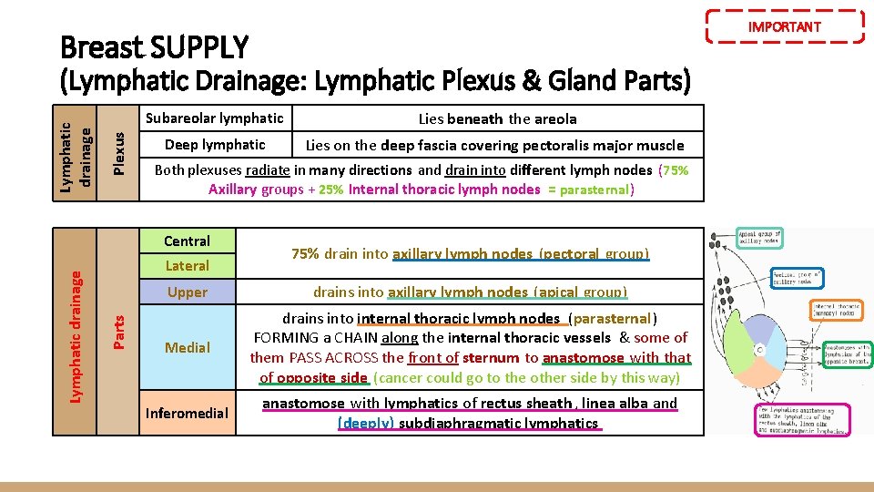 IMPORTANT Breast SUPPLY Plexus Lymphatic drainage (Lymphatic Drainage: Lymphatic Plexus & Gland Parts) Subareolar