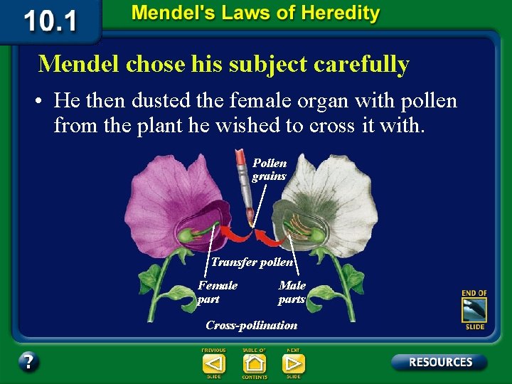 Mendel chose his subject carefully • He then dusted the female organ with pollen