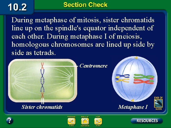 During metaphase of mitosis, sister chromatids line up on the spindle's equator independent of