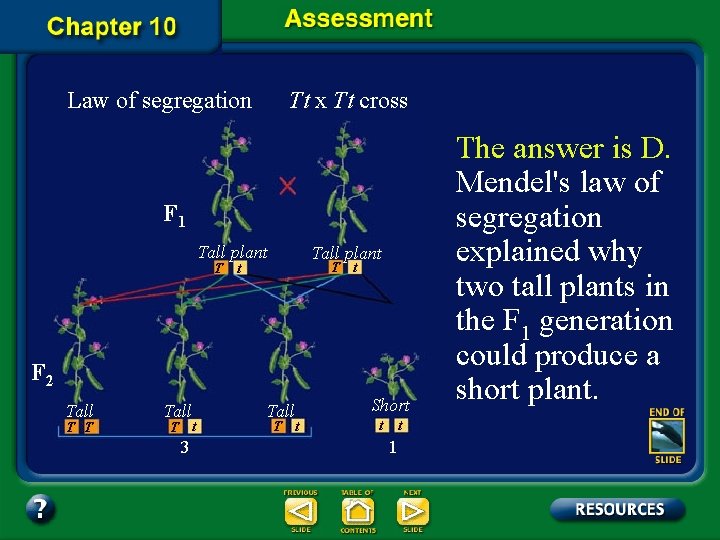 Law of segregation Tt x Tt cross F 1 Tall plant T t t