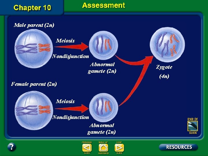 Male parent (2 n) Meiosis Nondisjunction Abnormal gamete (2 n) Female parent (2 n)