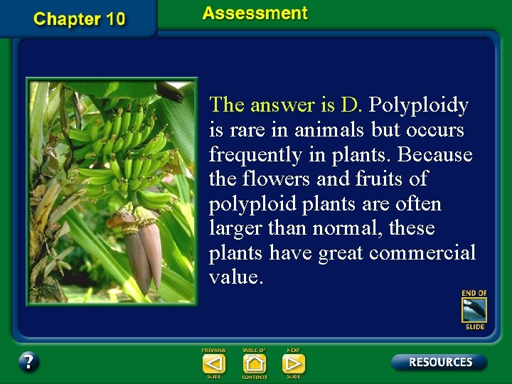 The answer is D. Polyploidy is rare in animals but occurs frequently in plants.