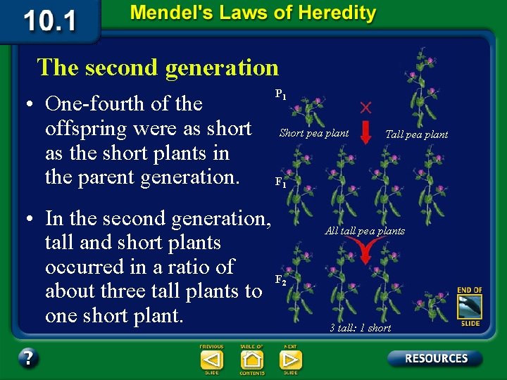 The second generation • One-fourth of the offspring were as short as the short