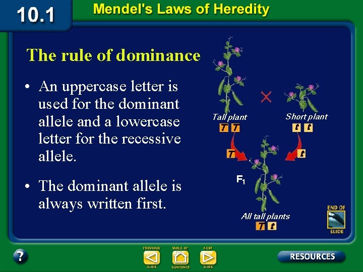 The rule of dominance • An uppercase letter is used for the dominant allele