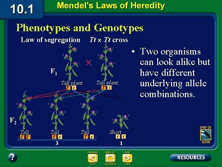 Phenotypes and Genotypes Law of segregation Tt ´ Tt cross • Two organisms can