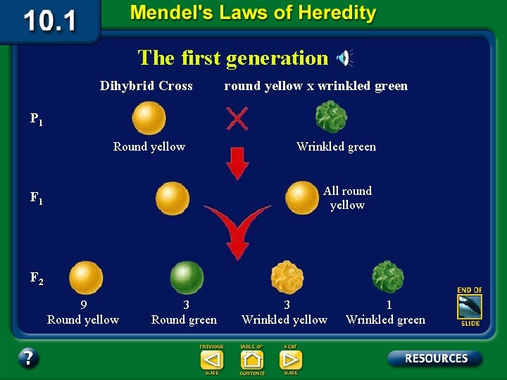 The first generation Dihybrid Cross round yellow x wrinkled green P 1 Round yellow