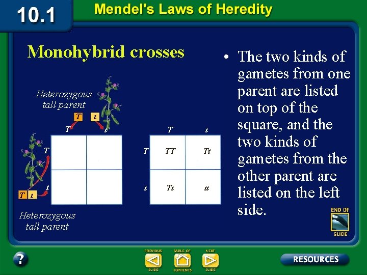 Monohybrid crosses Heterozygous tall parent T T T t t t T T TT