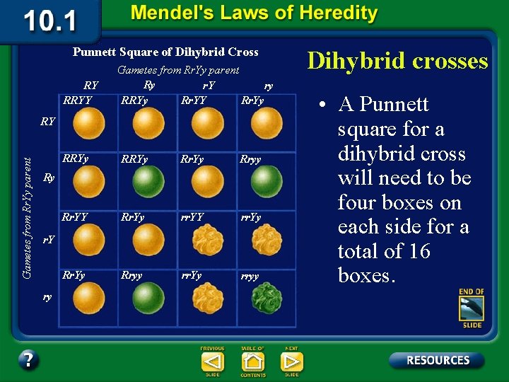 Punnett Square of Dihybrid Cross RY RRYY Gametes from Rr. Yy parent Ry r.