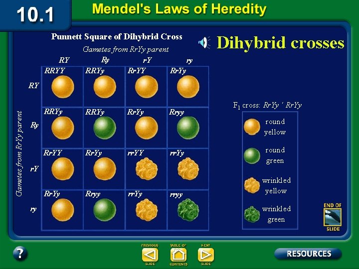 Punnett Square of Dihybrid Cross RY RRYY Gametes from Rr. Yy parent Ry r.