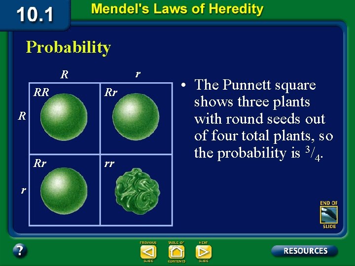 Probability r R RR Rr Rr rr R r • The Punnett square shows