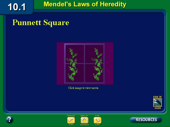 Punnett Square Click image to view movie. 