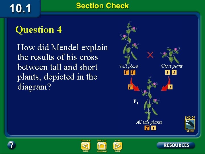 Question 4 How did Mendel explain the results of his cross between tall and