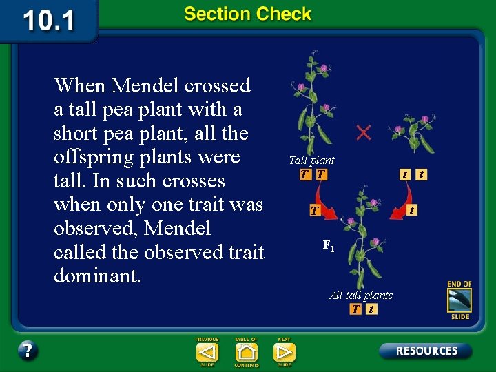 When Mendel crossed a tall pea plant with a short pea plant, all the