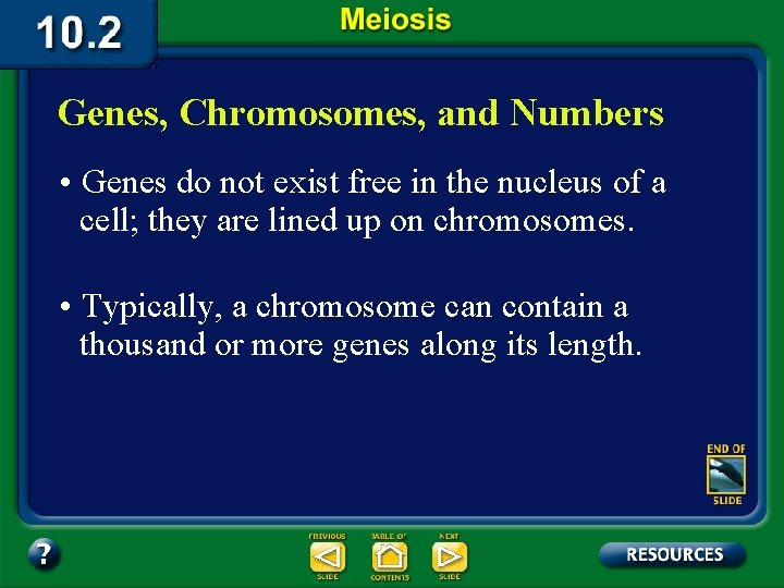 Genes, Chromosomes, and Numbers • Genes do not exist free in the nucleus of