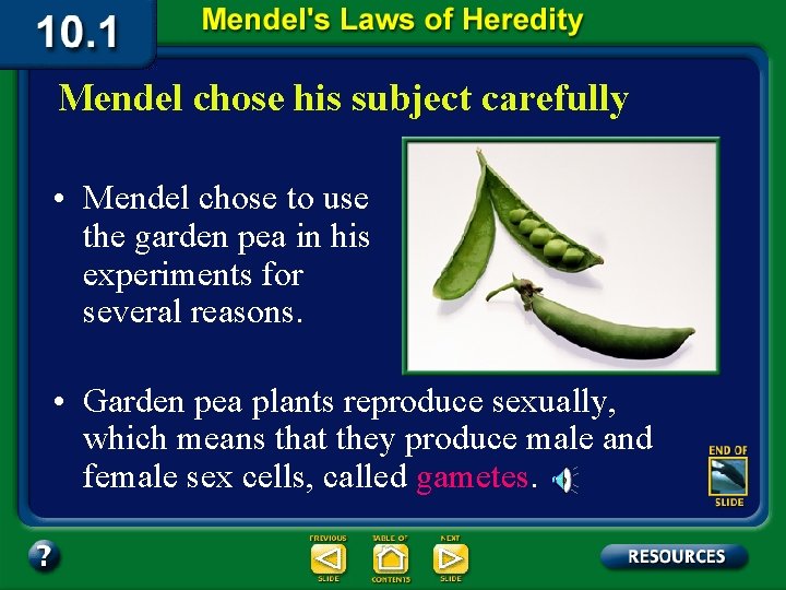 Mendel chose his subject carefully • Mendel chose to use the garden pea in