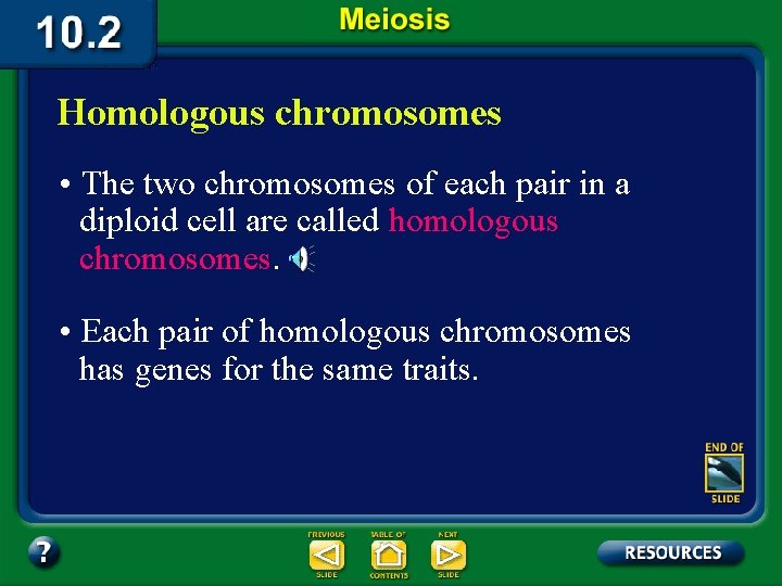 Homologous chromosomes • The two chromosomes of each pair in a diploid cell are