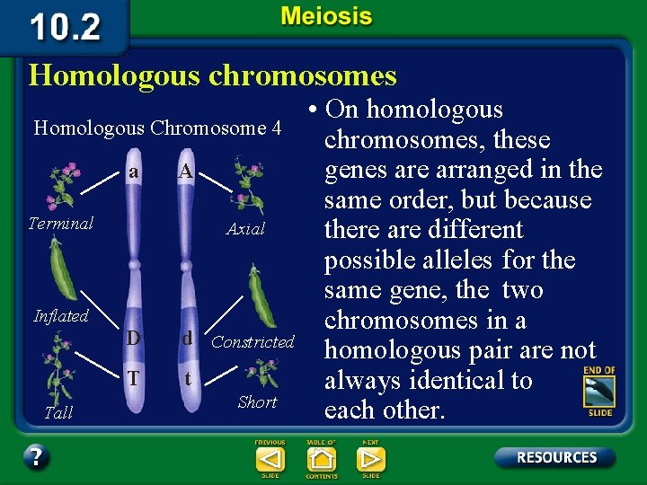 Homologous chromosomes Homologous Chromosome 4 a A Terminal Axial Inflated Tall D d Constricted