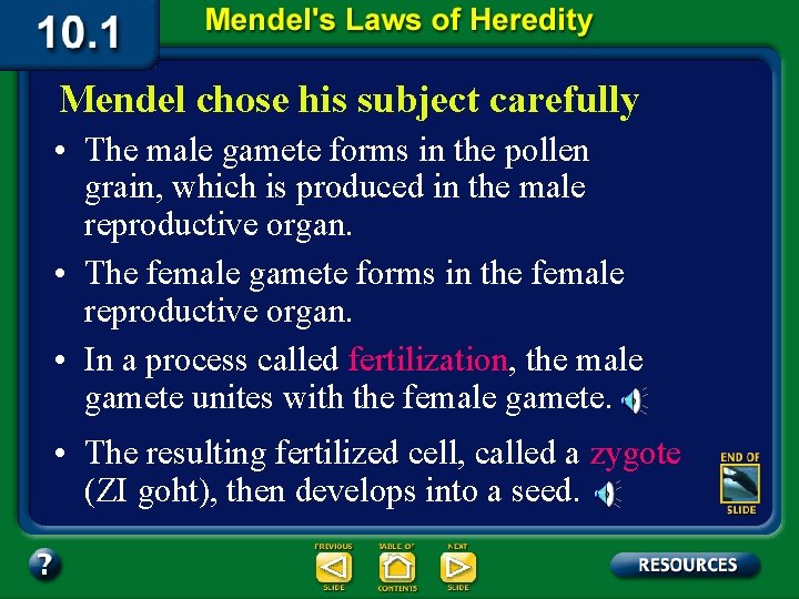 Mendel chose his subject carefully • The male gamete forms in the pollen grain,